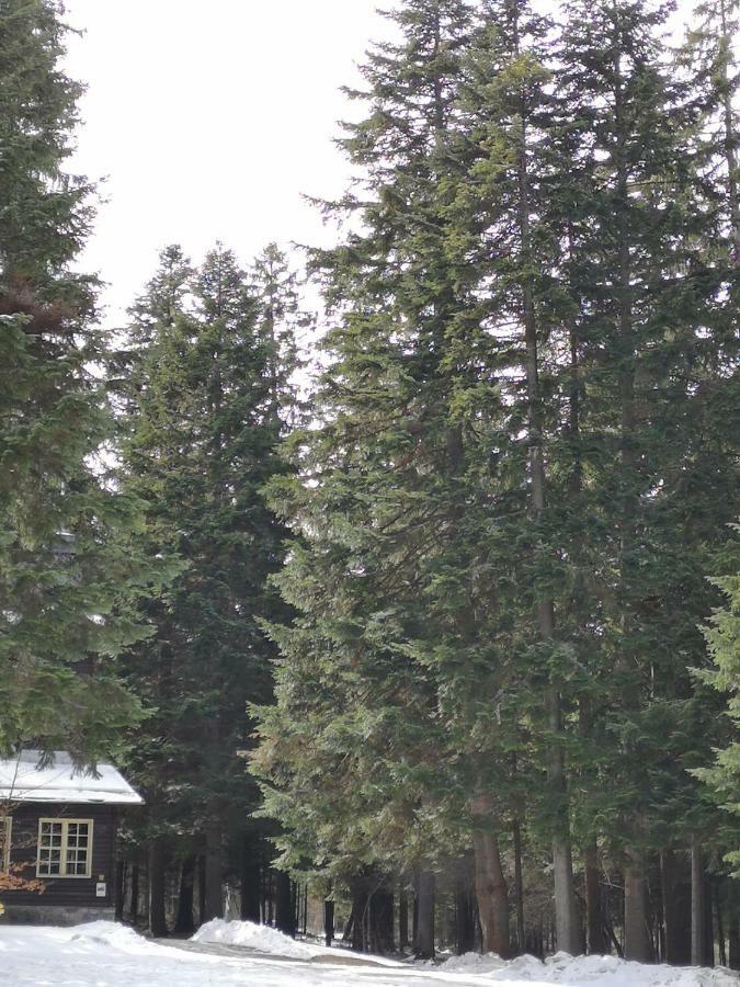 Excellent studios for your vacation-Hotel Villa Park- Borovets Exteriör bild